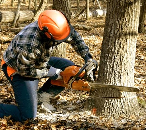 Tree Removal in Grove City, MN